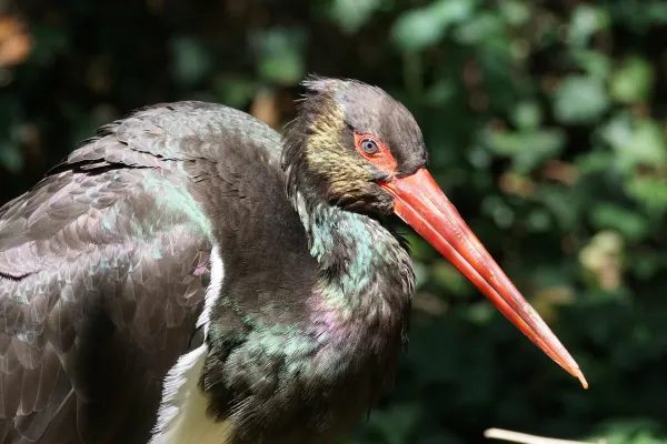 Naturschutz-pixabay-schwarzstorch-black-stork-907679_1920-c-pixel-mixer